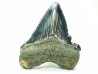 shark teeth: Carcharodon megalodon - Miocene (USA)