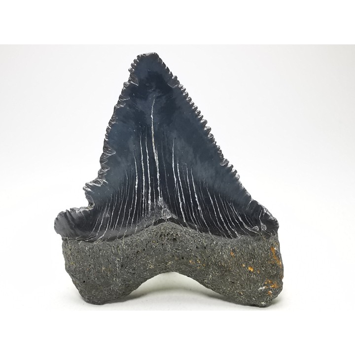 Dent de requin: Carcharodon megalodon, Miocène (USA)