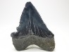 shark teeth: Carcharodon megalodon - Miocene (USA)