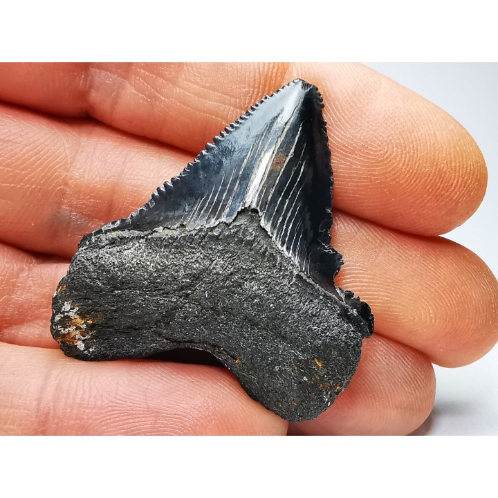 Dent de requin: Carcharodon megalodon, Miocène (USA)