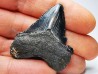 shark teeth: Carcharodon megalodon - Miocene (USA)