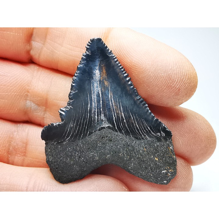 shark teeth: Carcharodon megalodon - Miocene (USA)