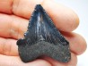 Dent de requin: Carcharodon megalodon, Miocène (USA)