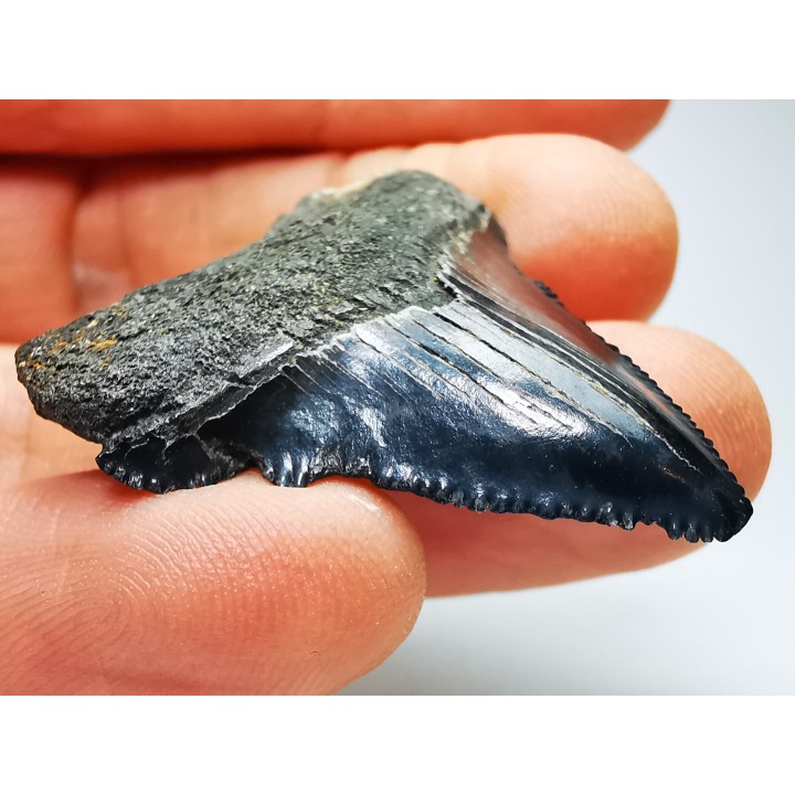 shark teeth: Carcharodon megalodon - Miocene (USA)