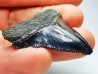 Dent de requin: Carcharodon megalodon, Miocène (USA)