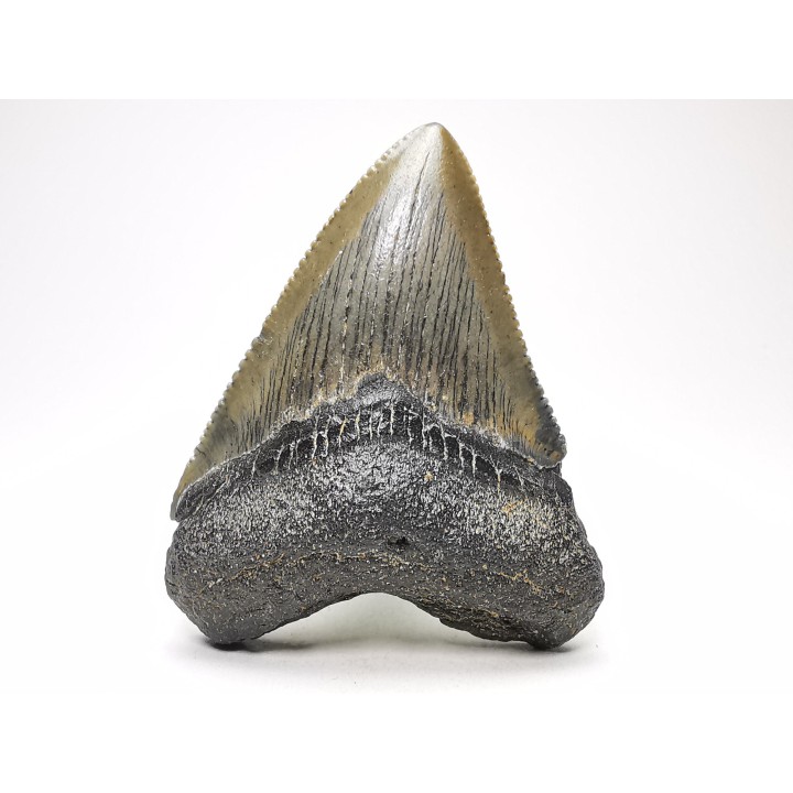 shark teeth: Carcharodon megalodon - Miocene (USA)