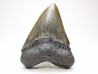 shark teeth: Carcharodon megalodon - Miocene (USA)