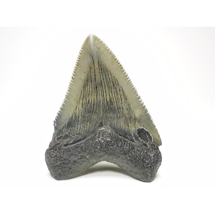 shark teeth: Carcharodon megalodon - Miocene (USA)