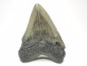Dent de requin: Carcharodon megalodon, Miocène (USA)