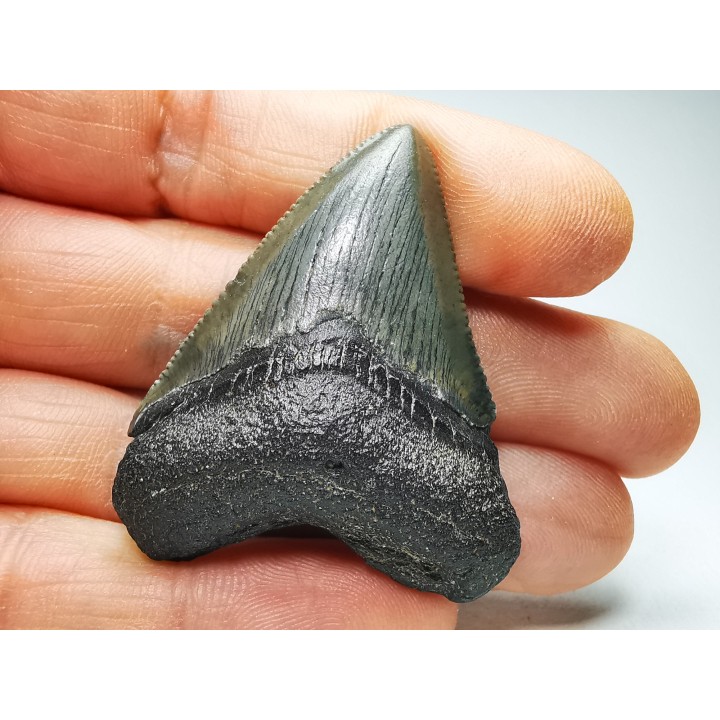 shark teeth: Carcharodon megalodon - Miocene (USA)