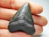 shark teeth: Carcharodon megalodon - Miocene (USA)