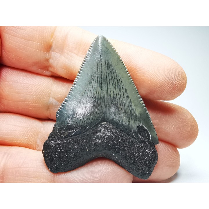 shark teeth: Carcharodon megalodon - Miocene (USA)