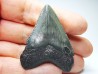 shark teeth: Carcharodon megalodon - Miocene (USA)