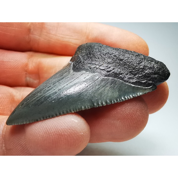 Dent de requin: Carcharodon megalodon, Miocène (USA)