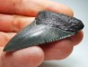 shark teeth: Carcharodon megalodon - Miocene (USA)
