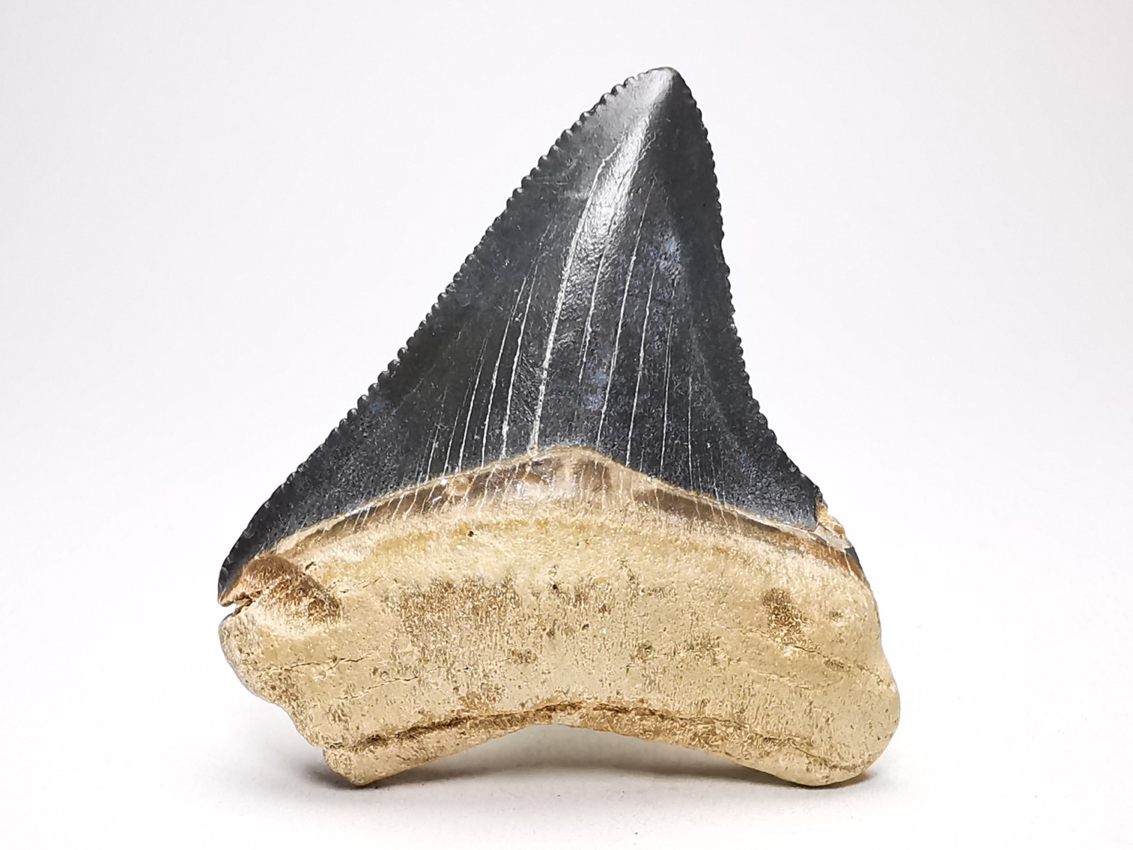shark teeth: Carcharodon megalodon - Miocene (USA)