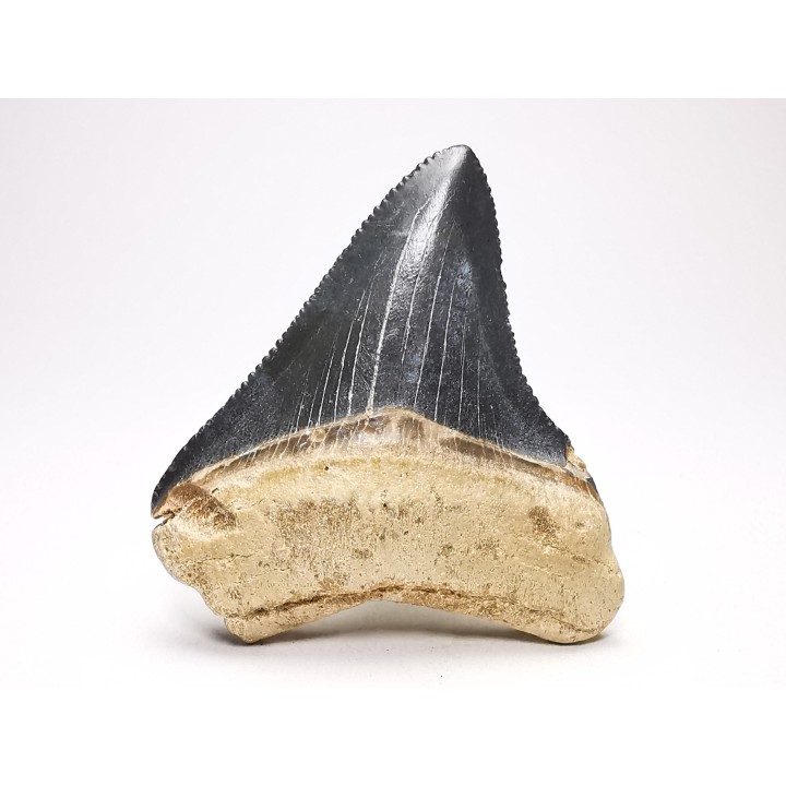 Dent de requin: Carcharodon megalodon, Miocène (USA)