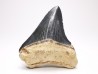Dent de requin: Carcharodon megalodon, Miocène (USA)