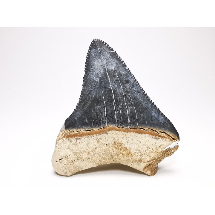 shark teeth: Carcharodon megalodon - Miocene (USA)