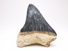 Dent de requin: Carcharodon megalodon, Miocène (USA)
