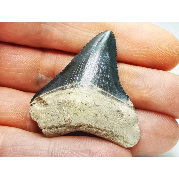 shark teeth: Carcharodon megalodon - Miocene (USA)