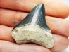 shark teeth: Carcharodon megalodon - Miocene (USA)
