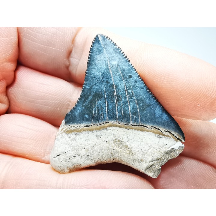 Dent de requin: Carcharodon megalodon, Miocène (USA)