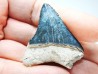 shark teeth: Carcharodon megalodon - Miocene (USA)