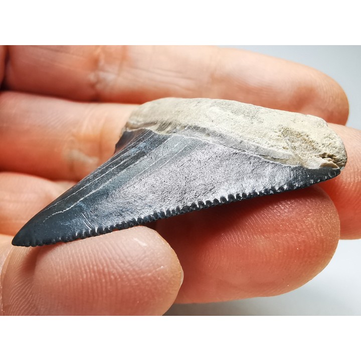 shark teeth: Carcharodon megalodon - Miocene (USA)
