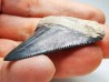 Dent de requin: Carcharodon megalodon, Miocène (USA)