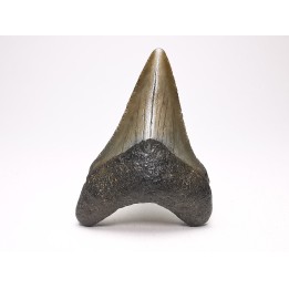 shark teeth: Carcharodon megalodon - Miocene (USA)
