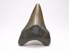 shark teeth: Carcharodon megalodon - Miocene (USA)