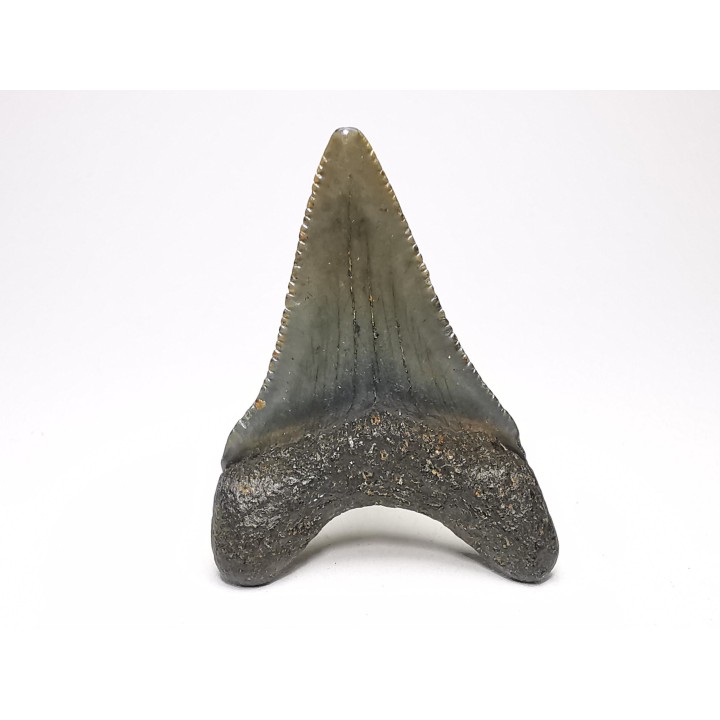 shark teeth: Carcharodon megalodon - Miocene (USA)