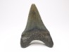shark teeth: Carcharodon megalodon - Miocene (USA)