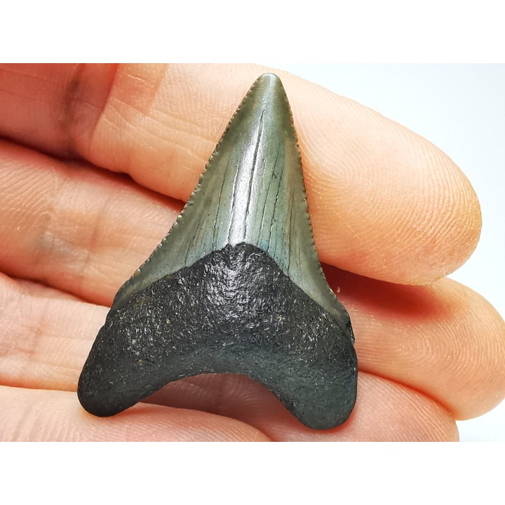 shark teeth: Carcharodon megalodon - Miocene (USA)