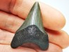 shark teeth: Carcharodon megalodon - Miocene (USA)