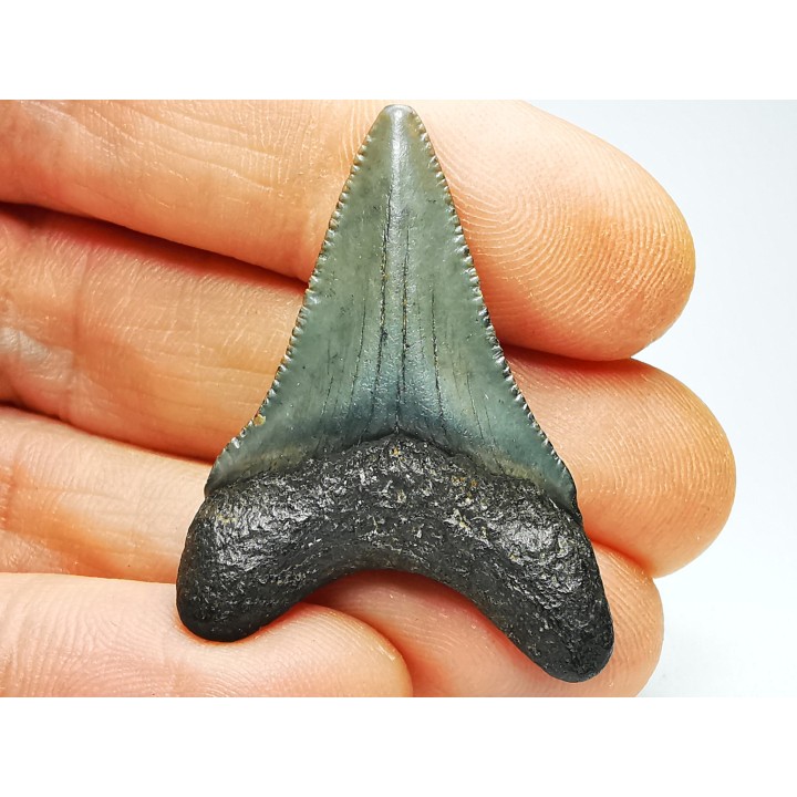 shark teeth: Carcharodon megalodon - Miocene (USA)