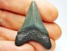 Dent de requin: Carcharodon megalodon, Miocène (USA)