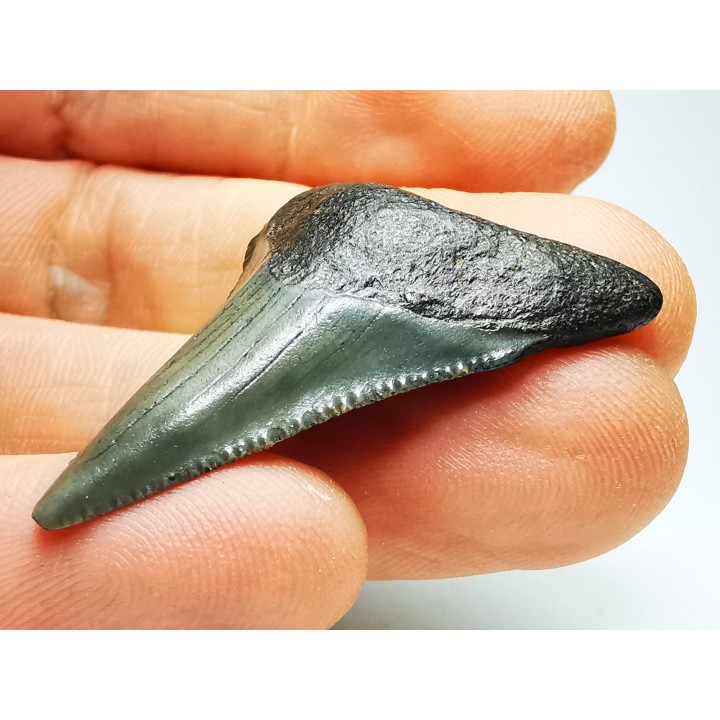 shark teeth: Carcharodon megalodon - Miocene (USA)