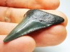 Dent de requin: Carcharodon megalodon, Miocène (USA)