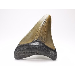 shark teeth: Carcharodon megalodon - Miocene (USA)
