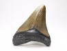 shark teeth: Carcharodon megalodon - Miocene (USA)