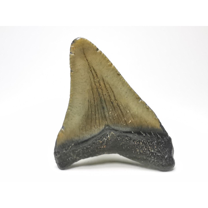 shark teeth: Carcharodon megalodon - Miocene (USA)