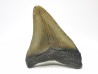 Dent de requin: Carcharodon megalodon, Miocène (USA)