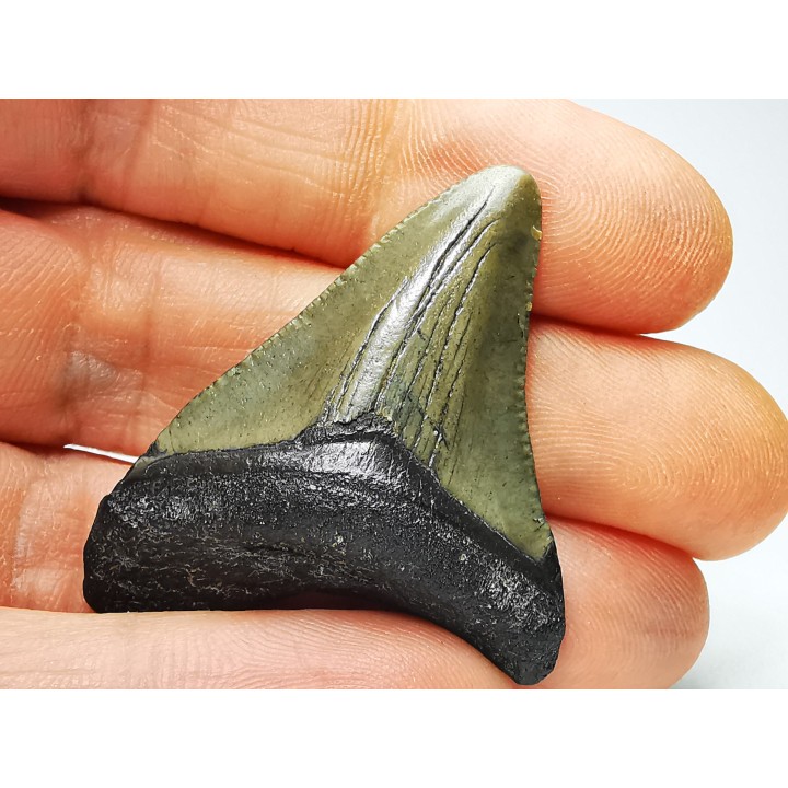 shark teeth: Carcharodon megalodon - Miocene (USA)