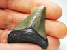 shark teeth: Carcharodon megalodon - Miocene (USA)