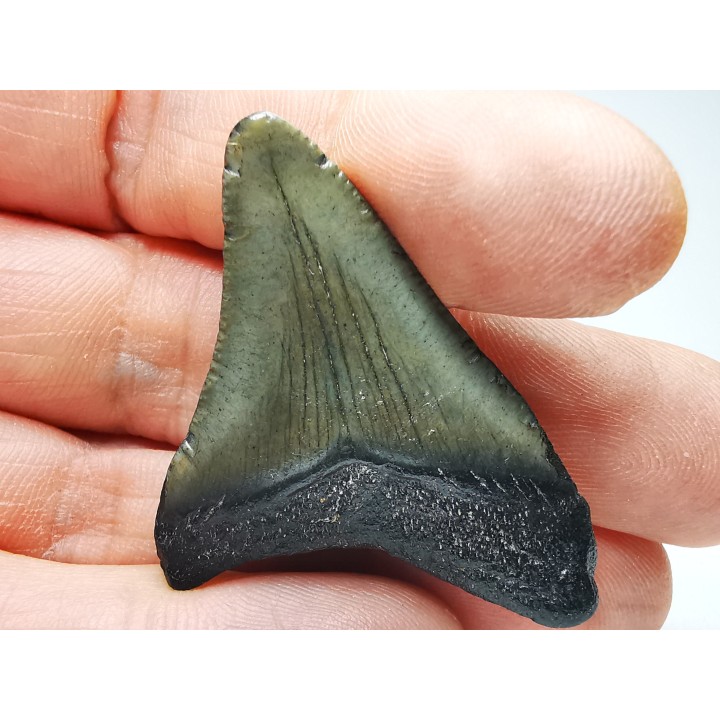 shark teeth: Carcharodon megalodon - Miocene (USA)