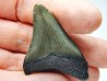 Dent de requin: Carcharodon megalodon, Miocène (USA)