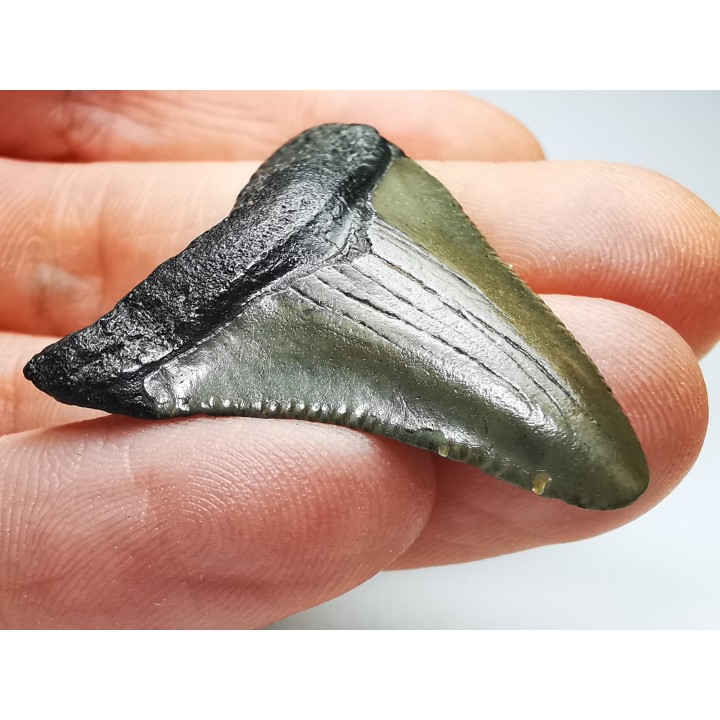 shark teeth: Carcharodon megalodon - Miocene (USA)