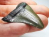 shark teeth: Carcharodon megalodon - Miocene (USA)